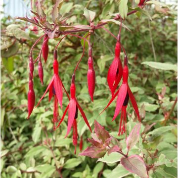 Fucsia magellanica Tricolorii