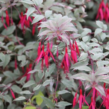 Fucsia magellanica Versicolor