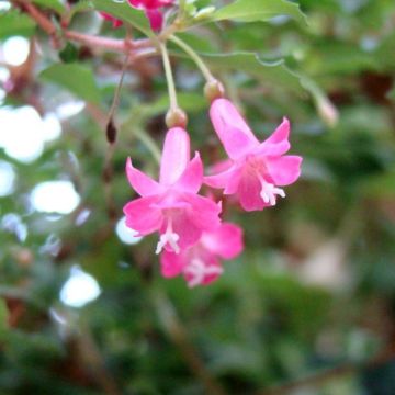 Fucsia minutiflora