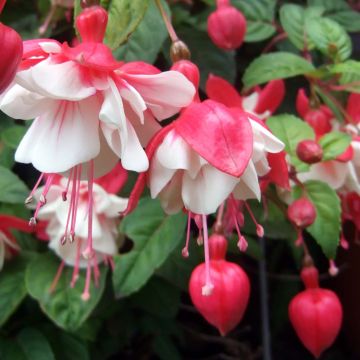 Fucsia Swingtime