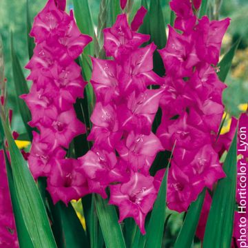 Gladiolo Violet Moon