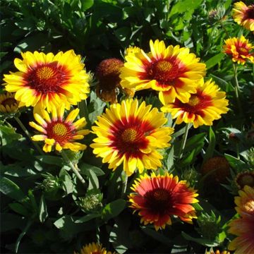Gaillardia aristata Mesa Bright Color