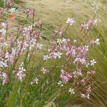 Gaura lindheimerii The Bride