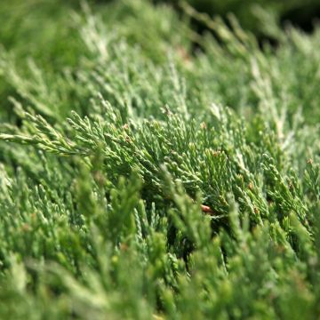 Juniperus horizontalis Andorra Compact - Enebro rastrero