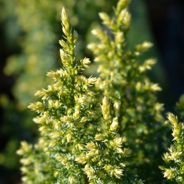 Juniperus pingii Hulsdonk Yellow - Enebro