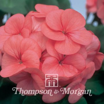 Geranio Horizon Coral Spice F1 Hybrid- Pelargonium