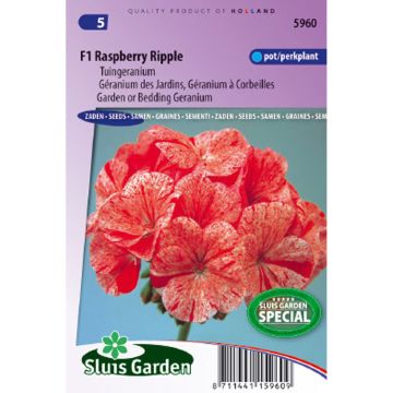Geranio F1 Raspberry Ripple- Pelargonium