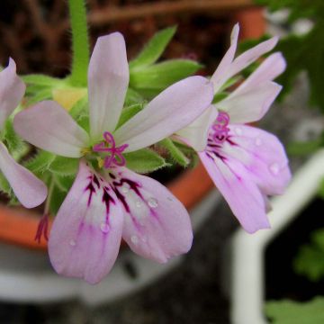 Malvarrosa - Pelargonium capitatum