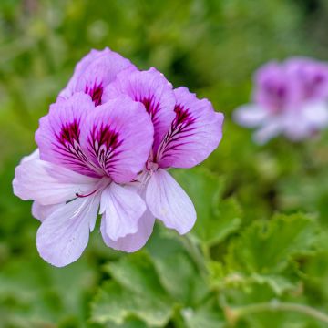 Geranio Torento Ginger- Pelargonium