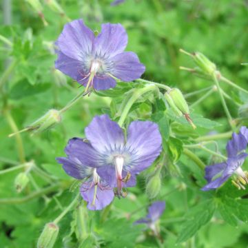 Geranio monacense var. anglicum - Geranio vivaz