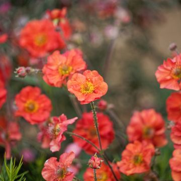 Geum Coral Tempest - Hierba de San Benito