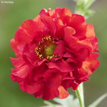 Geum Firestarter - Benoîte hybride