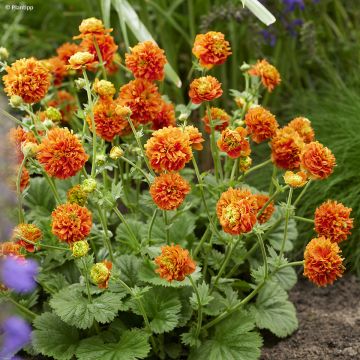Geum Orange Pumpkin - Hierba del Clavo