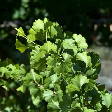 Gingo biloba Pendula - Árbol sagrado