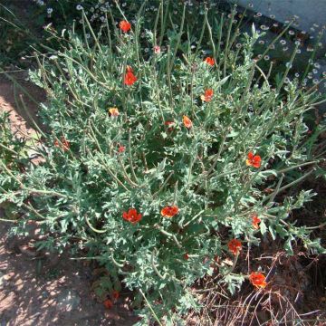 Glaucium corniculatum - Amapola cornuda