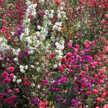 Godetia unguiculata Excellent mix