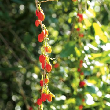 Goji Instant Success