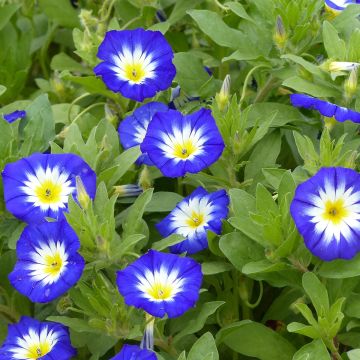 Convolvulus tricolor Pavillon Bleu