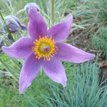 Pulsatilla vulgaris  - Anémone pulsatille, Coquerelle, Fleur de Pâques