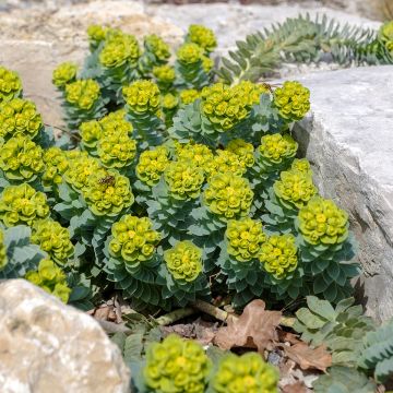 Euphorbia myrsinites (semillas) - Euforbia de hoja de mirto