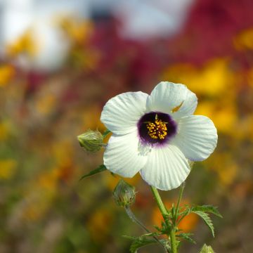 Hibiscus trionum (semillas) - Malva loca