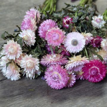 Xerochrysum bracteatum Camargue - 