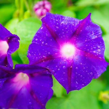 Ipomoea purpurea Grandpa Ott
