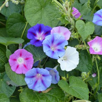 Ipomoea tricolor Mix