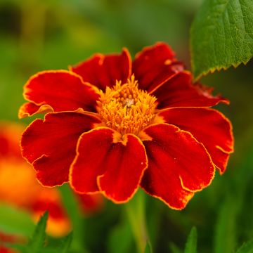 Clavel de moro Red Knight