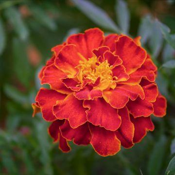 Clavel de moro Scarlet Sophie