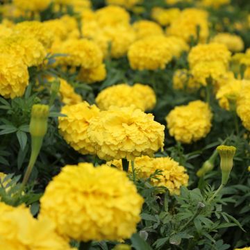 Clavel de moro Boy O Boy Yellow