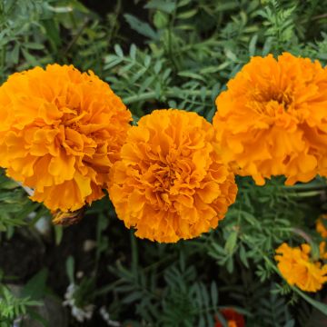 Tagete Tangerine