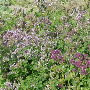 Origanum vulgare  - Origan commun, Marjolaine vivace, Thé rouge, Marjolaine bâtarde, Marjolaine sauvage