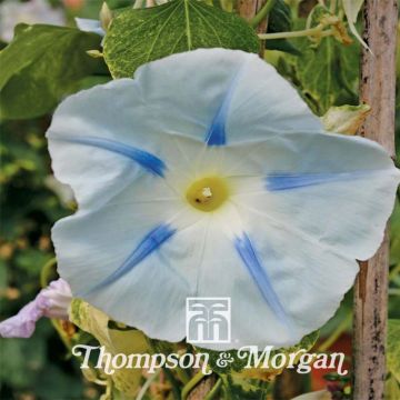 Ipomoea tricolor Ismay