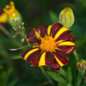 Clavel de moro Grand Arlequin