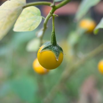 Berenjena Thai Yellow Egg