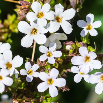 Bacopa cordata Snowtopia White