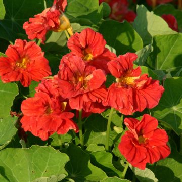 Tropaeolum  Cherrelle - Nasturtium, Indian Cress