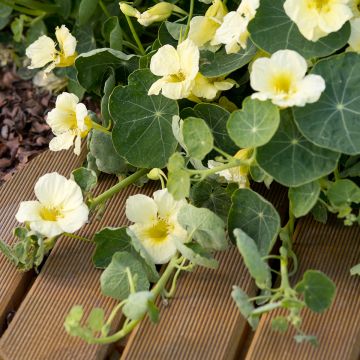 Semillas de Capuchina enana Milkmaid - Tropaeolum majus
