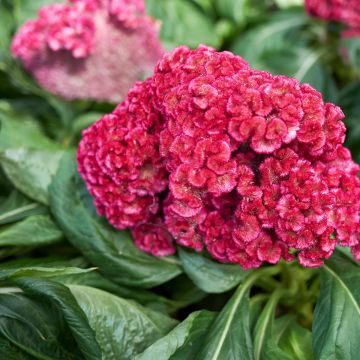 Celosia cristata King Coral