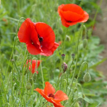 Papaver rhoeas  - Common poppy, Corn poppy, Field poppy