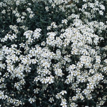 Cerastium biebersteinii (semillas) - Cerastio