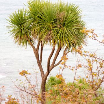 Graines de Cordyline australis (verte)