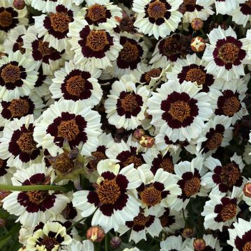 Coreopsis tinctoria Corusco Cream-Red