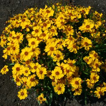 Coreopsis tinctoria Corusco Gold