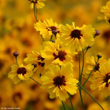 Coreopsis tinctoria Golden Roulette