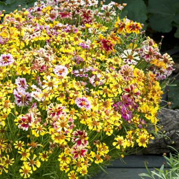Coreopsis Hybrida Incredible ! Sea Shells Mix