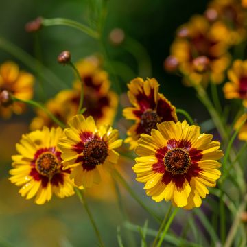 Coreopsis tinctoria - Bella Diana