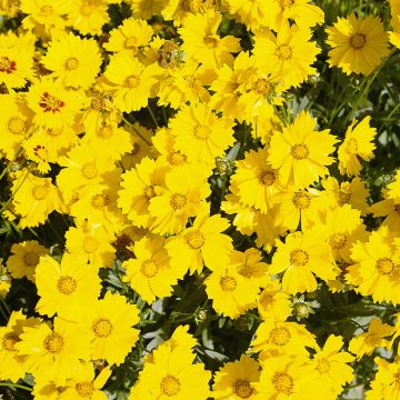 Coreopsis grandiflora Mayfield Giants