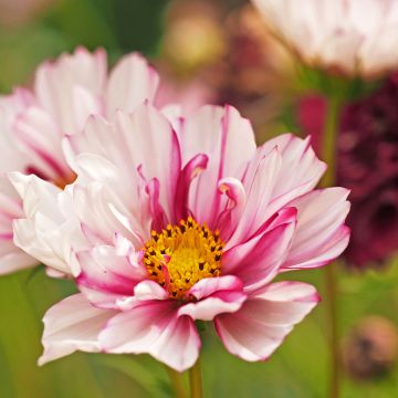 Cosmos bipinnatus Double Click Bicolor Pink